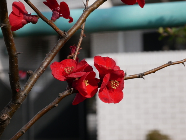 f:id:gzutetsu:20200315152134j:image