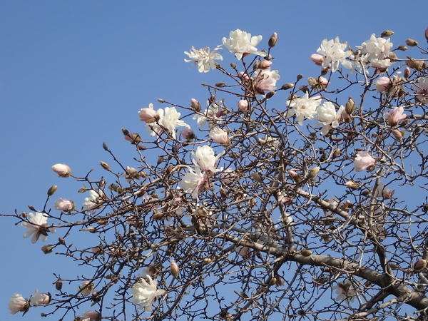 f:id:gzutetsu:20200319083444j:image