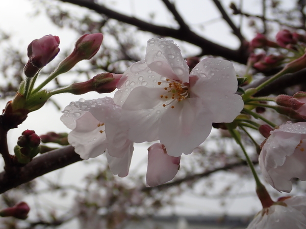 f:id:gzutetsu:20200331081607j:image