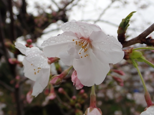 f:id:gzutetsu:20200331081736j:image