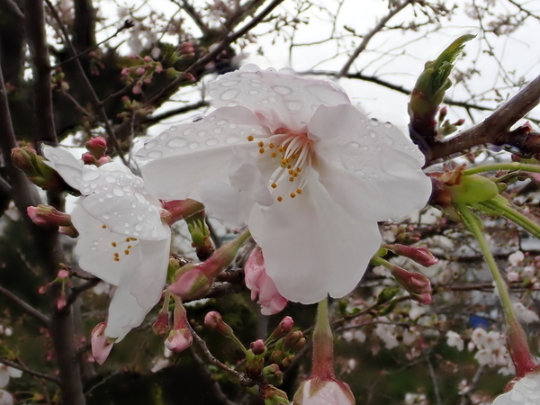 f:id:gzutetsu:20200331081737j:image