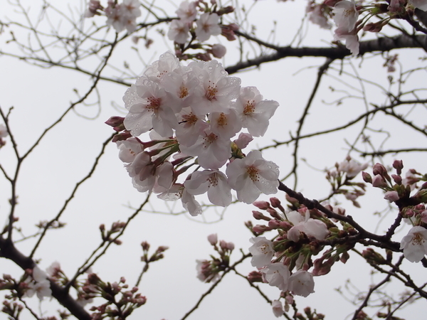 f:id:gzutetsu:20200331081853j:image
