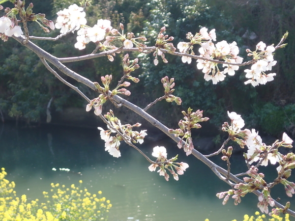 f:id:gzutetsu:20200402081516j:image