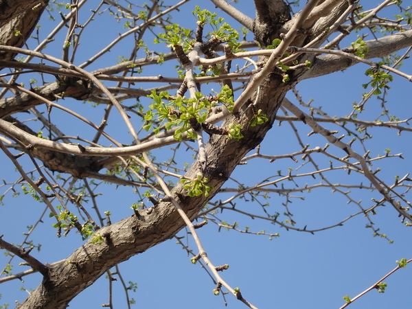 f:id:gzutetsu:20200402083651j:image