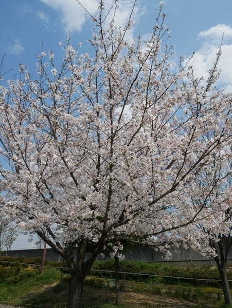 f:id:gzutetsu:20200404130107j:image