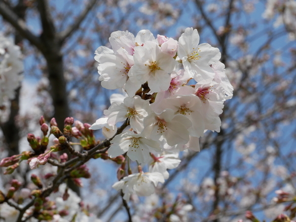 f:id:gzutetsu:20200404130130j:image