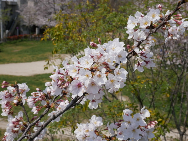 f:id:gzutetsu:20200404130358j:image
