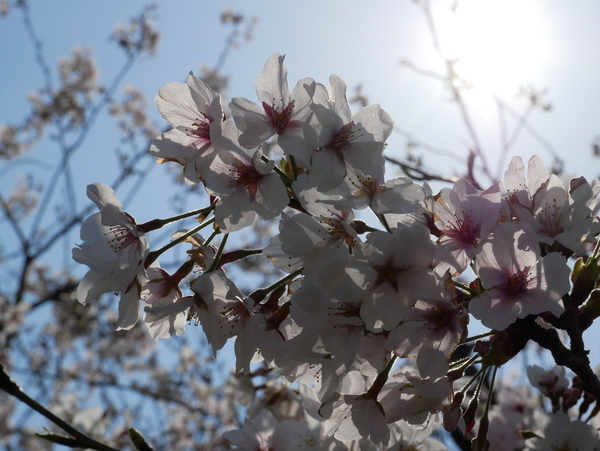 f:id:gzutetsu:20200404130813j:image