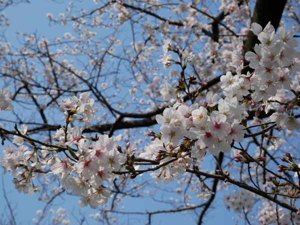 f:id:gzutetsu:20200404134707j:image