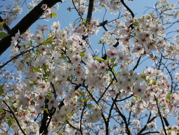 f:id:gzutetsu:20200404135149j:image