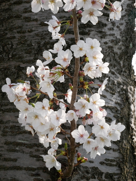 f:id:gzutetsu:20200404135324j:image