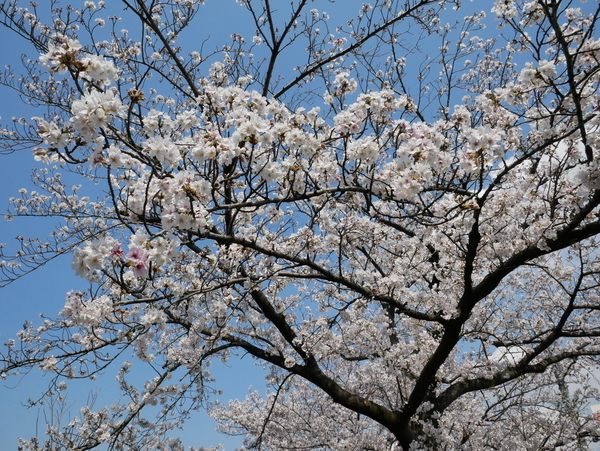 f:id:gzutetsu:20200404135557j:image