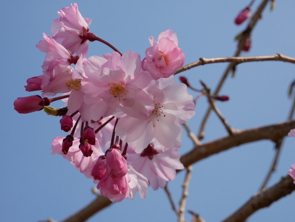 f:id:gzutetsu:20200404135913j:image
