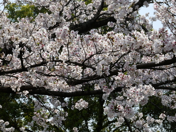 f:id:gzutetsu:20200404140542j:image