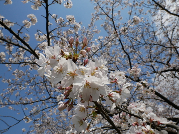 f:id:gzutetsu:20200404140638j:image