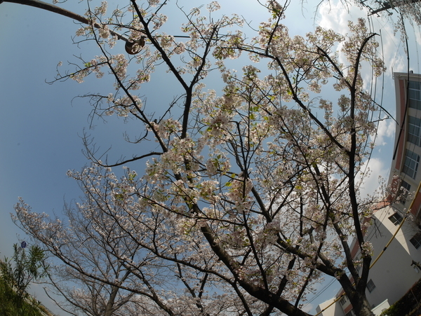 f:id:gzutetsu:20200404140705j:image