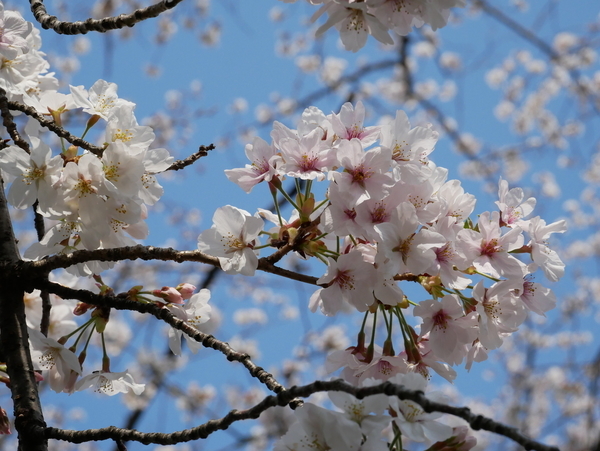 f:id:gzutetsu:20200404141533j:image
