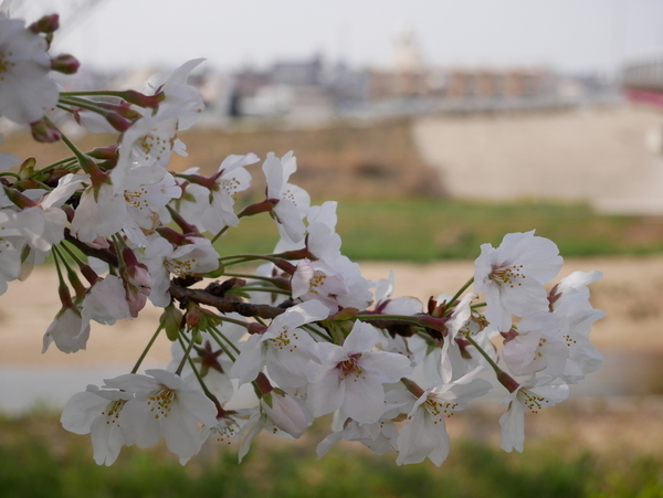 f:id:gzutetsu:20200404142934j:image