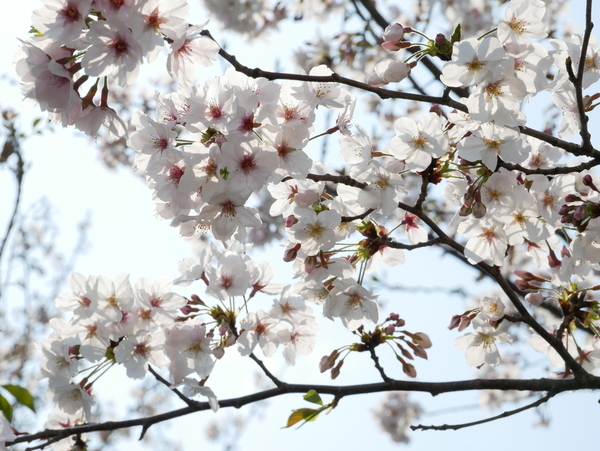 f:id:gzutetsu:20200404144121j:image