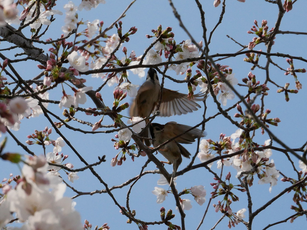 f:id:gzutetsu:20200404144215j:image