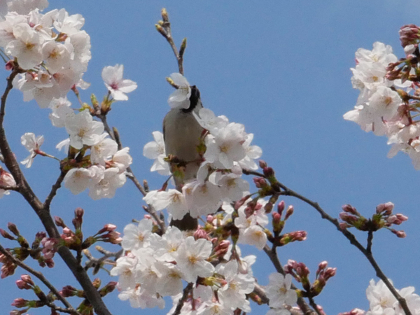 f:id:gzutetsu:20200404144326j:image