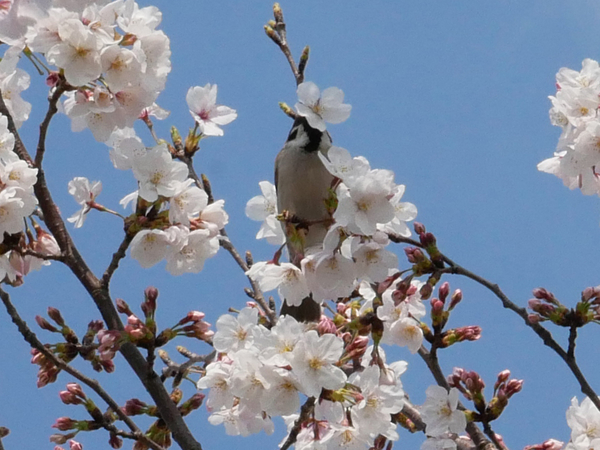 f:id:gzutetsu:20200404144327j:image