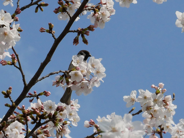 f:id:gzutetsu:20200404144338j:image