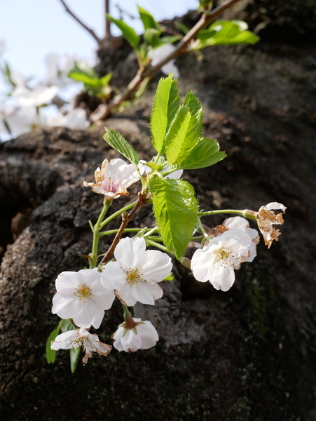 f:id:gzutetsu:20200404144837j:image