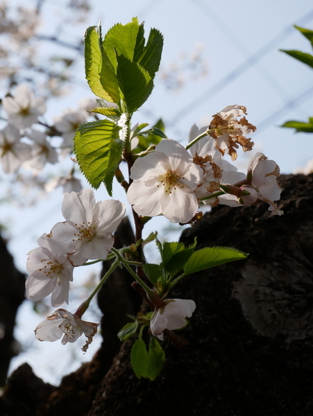 f:id:gzutetsu:20200404144855j:image