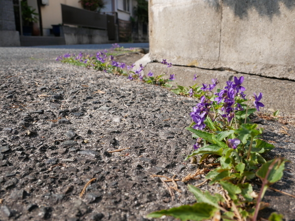 f:id:gzutetsu:20200404150455j:image