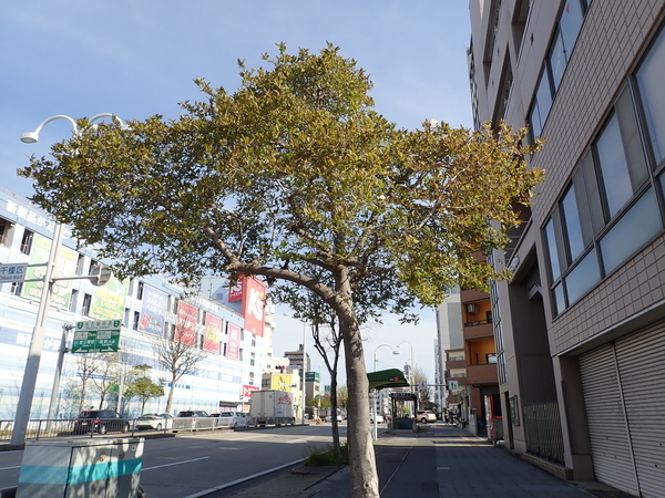 f:id:gzutetsu:20200410083511j:image
