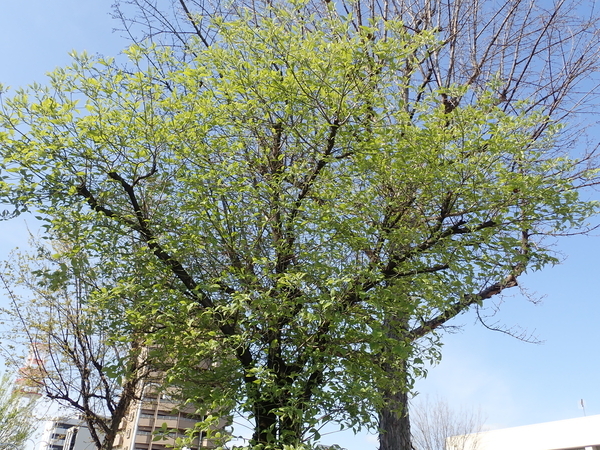 f:id:gzutetsu:20200410083538j:image