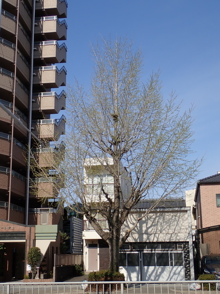 f:id:gzutetsu:20200410083637j:image