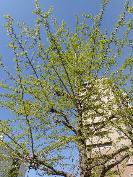 f:id:gzutetsu:20200410083659j:image