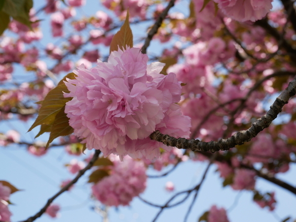 f:id:gzutetsu:20200419133019j:image