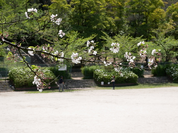 f:id:gzutetsu:20200419133222j:image