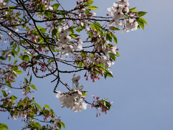 f:id:gzutetsu:20200419134648j:image