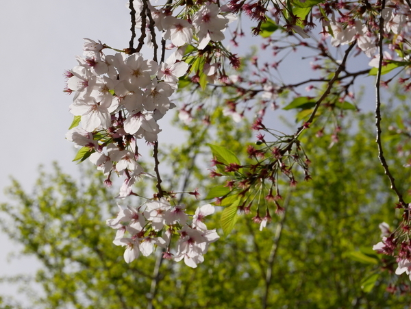 f:id:gzutetsu:20200419134701j:image