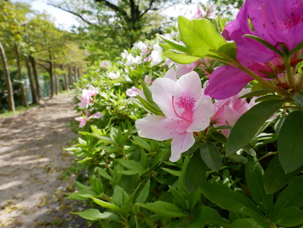 f:id:gzutetsu:20200419134745j:image