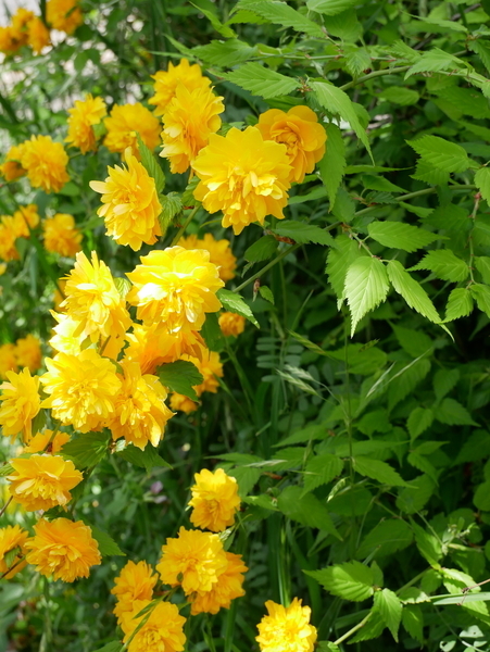 f:id:gzutetsu:20200419135434j:image