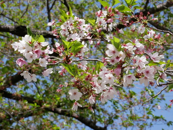 f:id:gzutetsu:20200419141859j:image