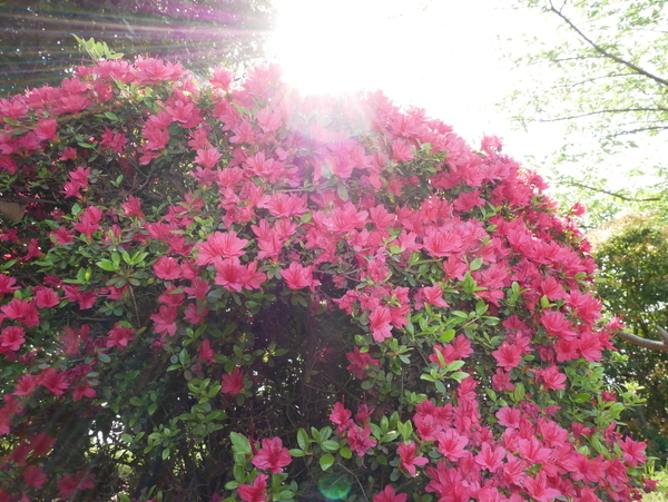 f:id:gzutetsu:20200429144135j:image