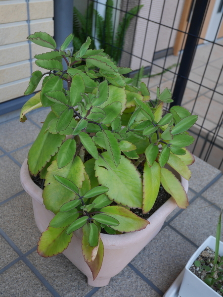 f:id:gzutetsu:20200524162845j:image