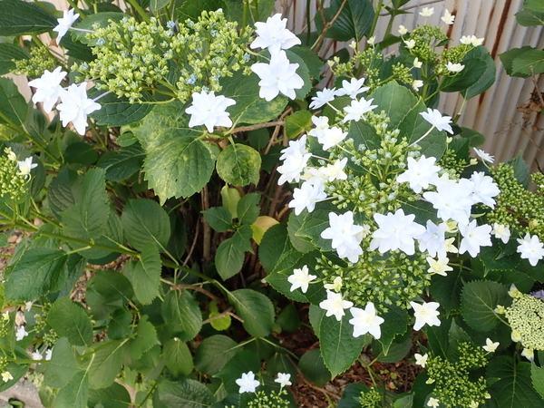 f:id:gzutetsu:20200528075816j:image