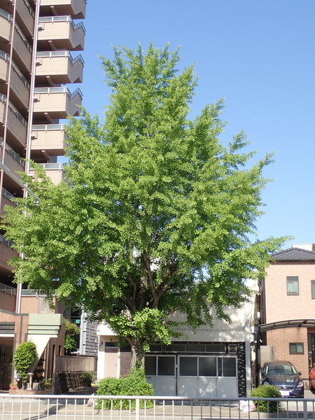 f:id:gzutetsu:20200528083531j:image