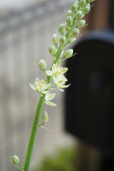f:id:gzutetsu:20200614140728j:image