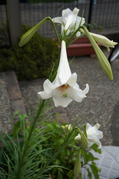 f:id:gzutetsu:20200807062018j:image