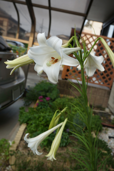 f:id:gzutetsu:20200807062107j:image