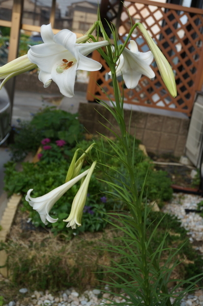 f:id:gzutetsu:20200807062150j:image