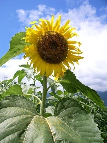 f:id:gzutetsu:20200913212404j:image